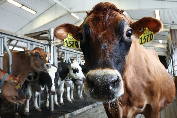 Federal workers keep America’s farms healthy. What now under Trump?