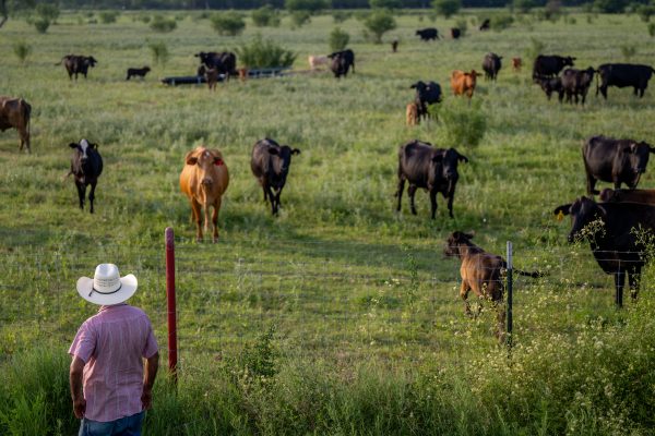 ‘A slap in the face’: Ranchers feel betrayed by Trump’s plan to buy Argentine beef